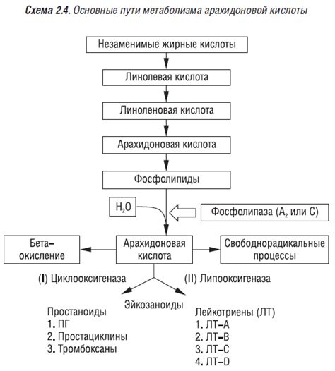 Перспективы использования кальция в будущем