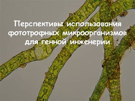 Перспективы использования штаммов микроорганизмов Saccharomyces boulardii для получения наночастиц металлов