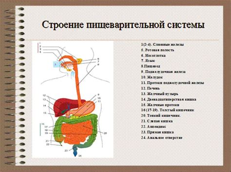 Пищеварительная железа: строение и функции