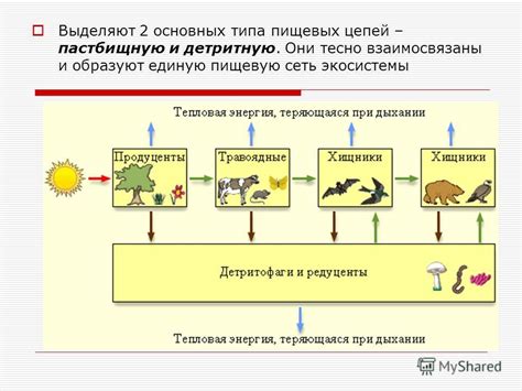 Пищевые цепи и перенос солей тяжелых металлов через пищеварительную систему животных