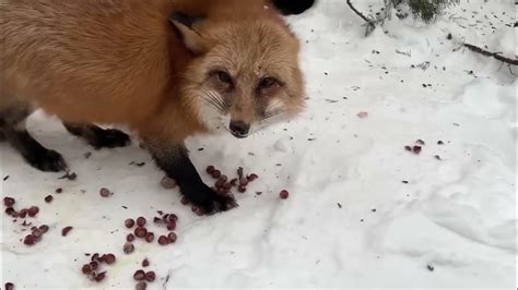 Поведение и привычки лисы