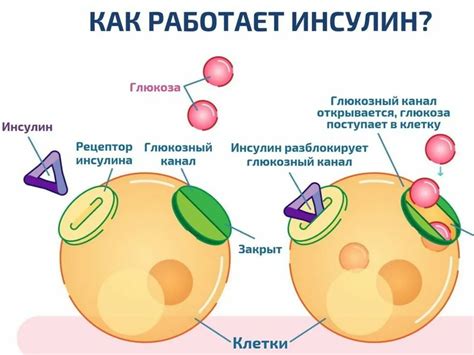 Повышение или снижение уровня инсулина - последствия для организма