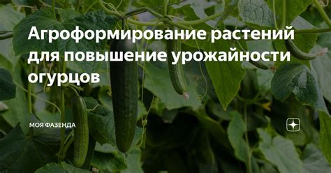 Повышение урожайности растений