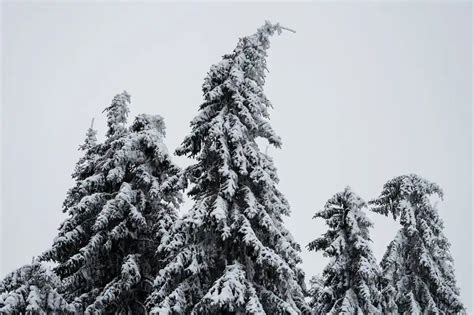 Повышение эффективности: деревья ломаются одним кликом