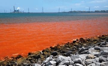 Повышенная опасность загрязнения пресноводных водоемов тяжелыми металлами