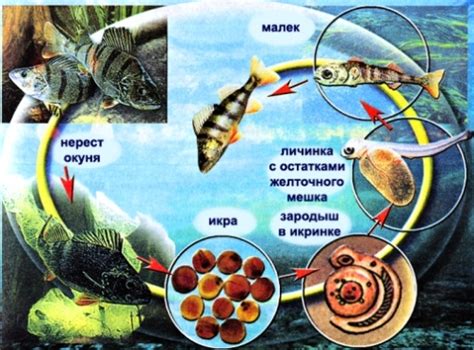 Подготовка для размножения рыб: