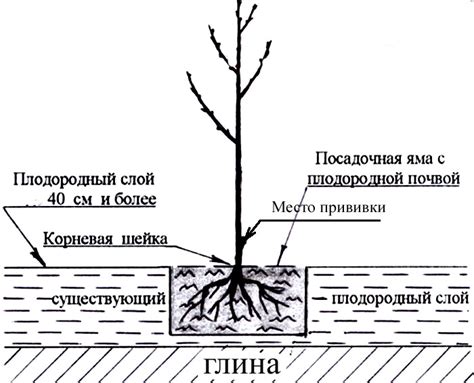 Подготовка земли и разметка места для цветка