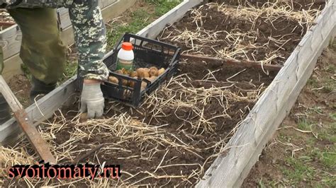 Подготовка саженцев для посадки картошки