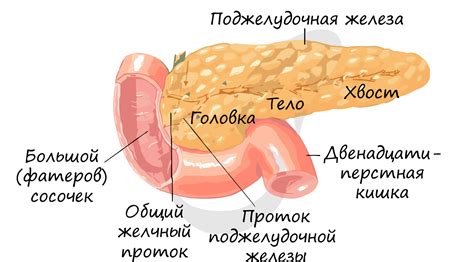 Поджелудочная железа