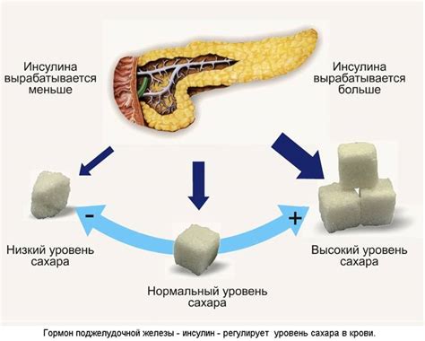 Поджелудочная железа: функции инсулина и глюкагона в регуляции уровня глюкозы