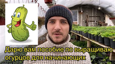 Подробный гид по выращиванию гевей