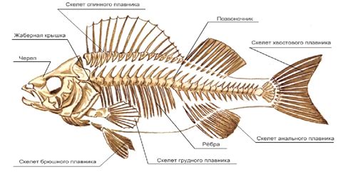 Поиск и добыча кости рыбы для белого красителя