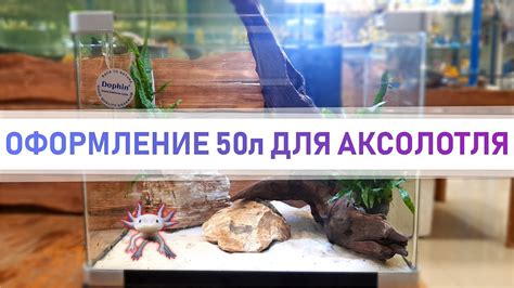 Поиск и подбор среды обитания для аксолотля