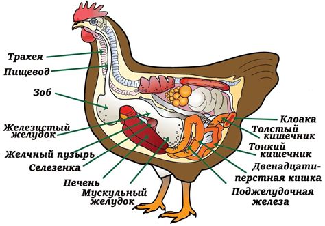 Поиск и приручение курицы