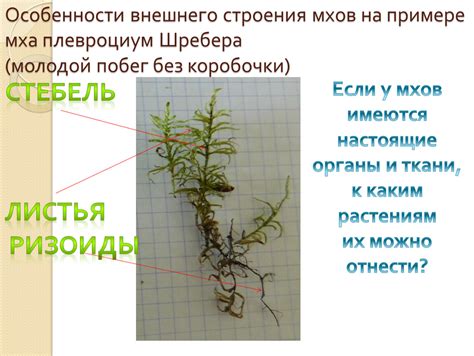 Поиск мха в различных местах