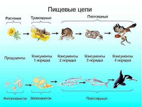 Полезность компостера в пищевой цепочке