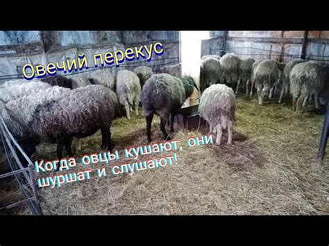 Полезные продукты для баранов