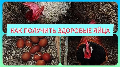 Полезные ресурсы, которые можно получить от кур