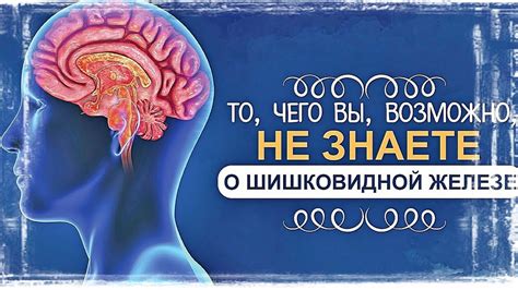 Полезные свойства активации шишковидной железы