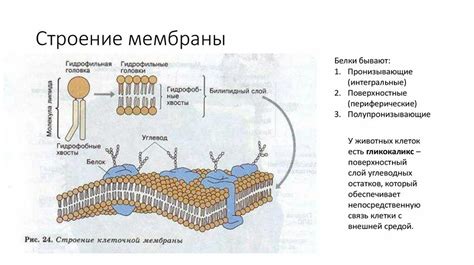 Полезные свойства мембраны фантома