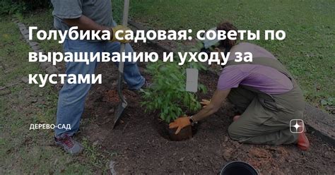 Полезные советы по уходу за посадками