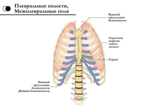 Полная прочность грудной полости