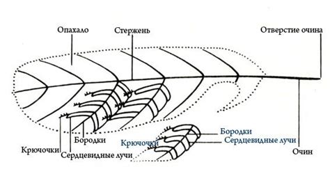 Получение птичьего пера