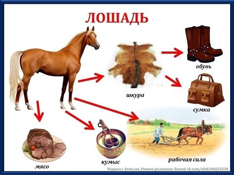 Польза скрещивания животных