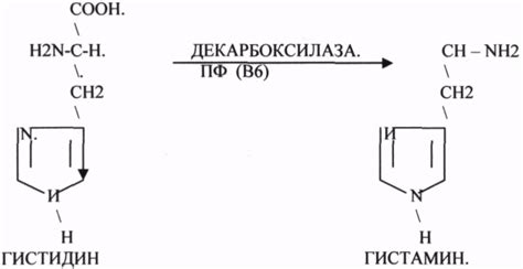 Понятие коферментов и их роль в биохимических реакциях