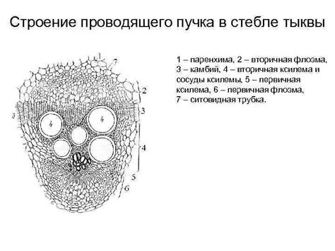 Понятие среза и его значение