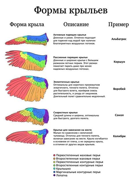 Популярные виды крыльев