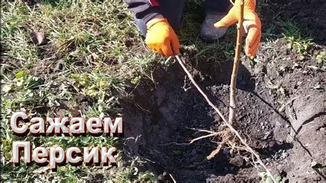 Посадка саженцев