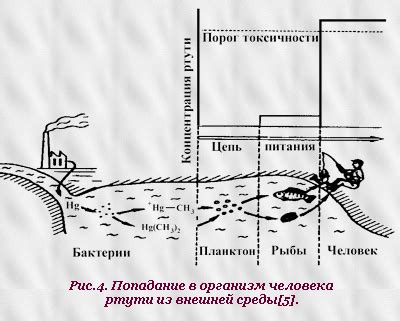 Последствия контакта ртути с металлами для человека