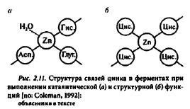 Постоянная необходимость цинка