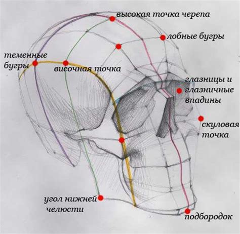 Построение основы: создание головы