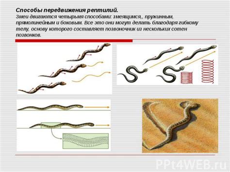 Постройте основу змеи