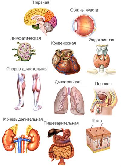 Потенциальная угроза для органов и систем организма