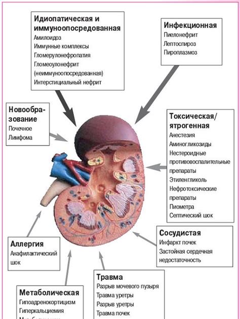 Почечная недостаточность: основные причины и роль токсических металлов