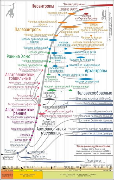 Появление и развитие