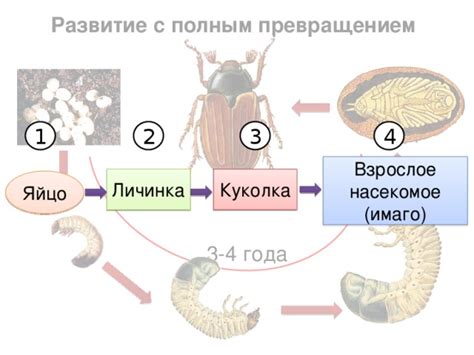 Появление и развитие разных поджанров