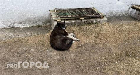 Правила отлова собак в Геленджике