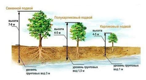 Правильное выбор момента для посадки деревьев