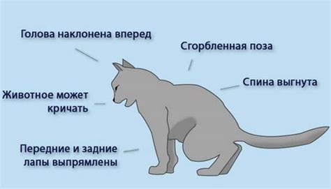 Правильное питание пса и кота: что важно знать владельцу