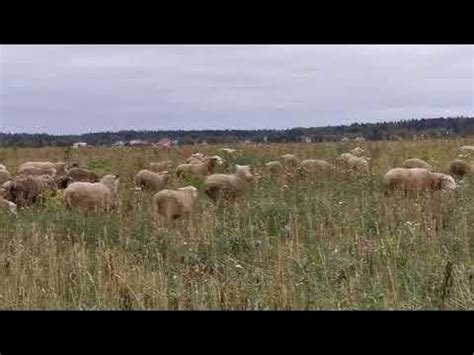 Правильное содержание подстриженной овцы