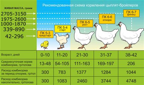 Правильные пропорции и режим кормления