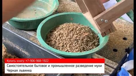 Прегибание пшеницы в корм для кур