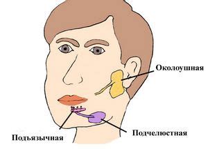 Предназначение слюнной железы