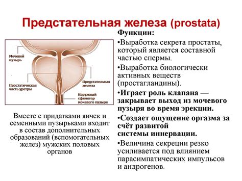 Предстательная железа: доброкачественное образование