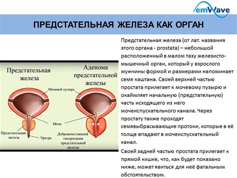 Предстательная железа у мужчин