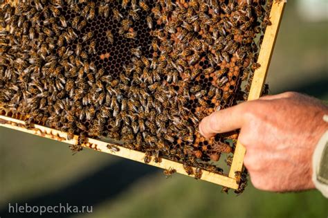 Преимущества пчеловодства в майнкрафте